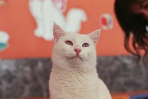 A captivating Turkish Van cat showcasing heterochromia in an indoor setting in Van, Türkiye. jigsaw puzzle