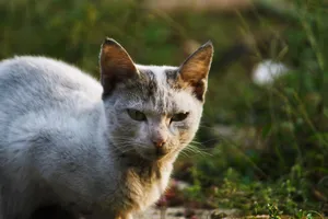 A white cat with a stern expression sitting among greenery outdoors. jigsaw puzzle