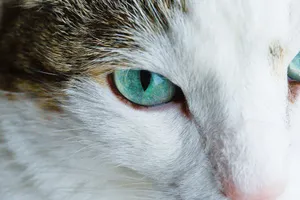 Intimate close-up of a cat's eye showcasing beautiful green iris details. jigsaw puzzle