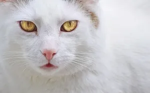 Detailed close-up of a white cat with striking yellow eyes and pink nose. jigsaw puzzle