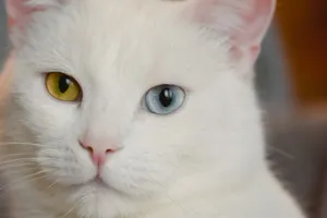 Stunning close-up of a white cat with unique heterochromatic eyes, one blue and one yellow. jigsaw puzzle