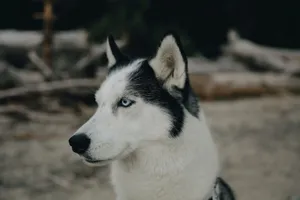 Close-up of a Siberian Husky with blue eyes, outdoors in natural surroundings. jigsaw puzzle