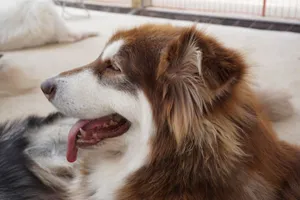 A Siberian Husky lying indoors, showing its playful nature with its tongue out. jigsaw puzzle