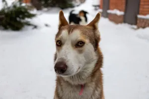 A Siberian Husky dog looking into the camera in a snowy outdoor setting. jigsaw puzzle