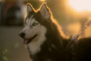 Siberian Husky photographed during golden hour, showcasing its vibrant fur and striking blue eyes. jigsaw puzzle