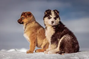 Two Siberian Husky puppies sitting on snowy ground during winter, looking alert and cute. jigsaw puzzle