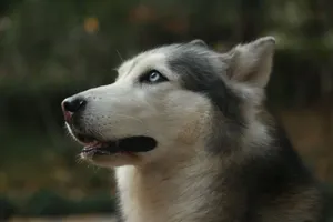 Detailed close-up of a Siberian Husky dog with striking blue eyes in a natural outdoor setting. jigsaw puzzle