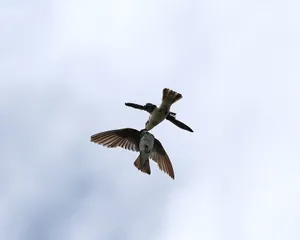 Two swallows captured in a feeding dance mid-flight against a bright sky. jigsaw puzzle