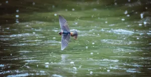 A swallow elegantly flying over rippled water, captured in action. jigsaw puzzle