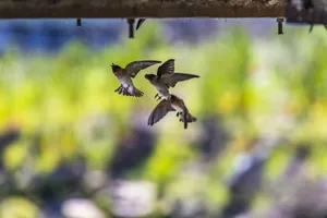 Captivating image of swallows flying under a structure with a blurred natural background. jigsaw puzzle