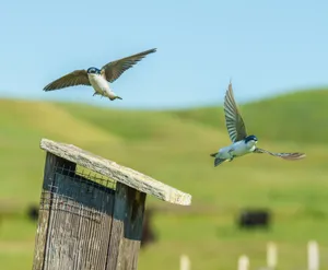 Two swallows flying above a wooden birdhouse in a green meadow. jigsaw puzzle