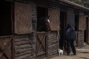 Woman interacts with horse in a rustic stable alongside a cat suggesting a rural setting. jigsaw puzzle
