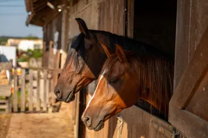 Two horses look out from a wooden stable in Garešnica, Croatia, on a sunny day. jigsaw puzzle