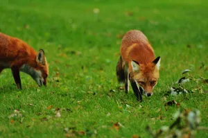 Two red foxes foraging in a lush green meadow, showcasing wildlife behavior. jigsaw puzzle