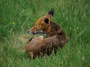 A peaceful red fox relaxes in a grassy field on a sunny day, a perfect capture of wildlife in nature. jigsaw puzzle