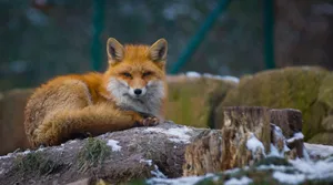 A serene red fox lying on a snowy log in a German forest. Perfect for wildlife photography enthusiasts. jigsaw puzzle