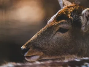 A detailed close-up of a deer's head, showcasing its natural beauty in the wild. jigsaw puzzle