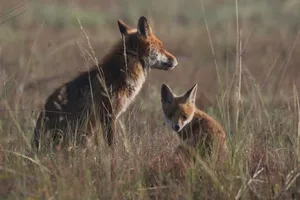 Two red foxes in a serene meadow, capturing a natural moment in the wild. jigsaw puzzle