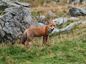 A red fox stands amidst grass and rocks, showcasing its natural mountain habitat. jigsaw puzzle