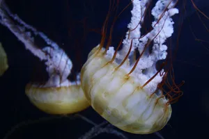 Vivid close-up of jellyfish gracefully swimming in an aquarium setting. jigsaw puzzle