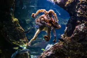 Vibrant octopus swims gracefully in Barcelona aquarium, showcasing marine life. jigsaw puzzle
