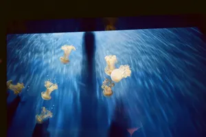 Captivating underwater photography of jellyfish in the Genova Aquarium. Experience the serene sea life. jigsaw puzzle