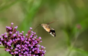 A close-up of a hummingbird hawk-moth feeding on vibrant purple flowers outdoors. jigsaw puzzle