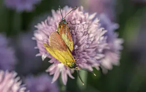 A vivid close-up of two colorful forester moths resting on a purple chive flower. jigsaw puzzle