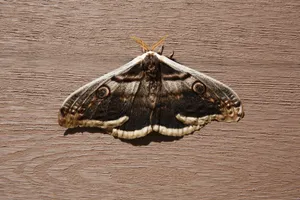 High-resolution close-up of a moth with patterned wings resting on a wooden surface. jigsaw puzzle