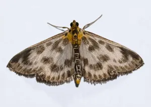 Detailed image of a Cydalima perspectalis moth with spread wings, showcasing its intricate patterns. jigsaw puzzle