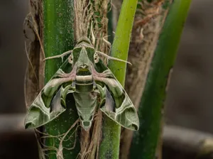 Close-up of an Oleander Hawk-Moth (Daphnis nerii) blending perfectly with green plant stems, showcasing nature's camouflage. jigsaw puzzle