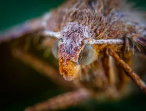 Detailed macro shot capturing intricate features of a brown moth in natural light. jigsaw puzzle