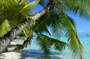 Discover the serene beauty of a tropical beach in Bora Bora, featuring iconic palm trees and crystal-clear water. jigsaw puzzle
