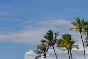 Lush palm trees sway against a clear blue sky in a tropical setting. jigsaw puzzle