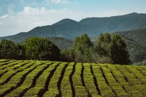 Expansive vineyard with rows of grapevines and mountains in the background, perfect for nature enthusiasts. jigsaw puzzle