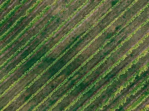 Aerial photograph showcasing lush green vineyards with diagonal rows during fall season. jigsaw puzzle