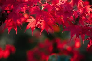 Close-up of bright red maple leaves basking in the warm autumn sunlight. jigsaw puzzle