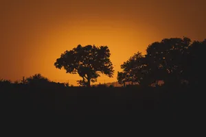 Captivating silhouette of trees against a warm orange sunset sky, creating a peaceful natural scene. jigsaw puzzle