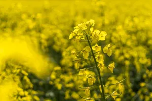 Close-up of vibrant yellow canola flowers in full bloom, creating a scenic summer landscape. jigsaw puzzle