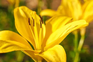 Captivating close-up of a blooming yellow lily in the garden, emphasizing its vivid petals and natural beauty. jigsaw puzzle