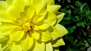 Close-up of a vibrant yellow dahlia flower showcasing its intricate petals and central bloom. jigsaw puzzle