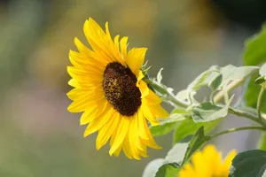 Close-up of a radiant yellow sunflower in full bloom with lush green leaves. jigsaw puzzle