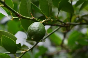 Fresh green lime on a branch with lush leaves, showcasing natural growth in a garden setting. jigsaw puzzle