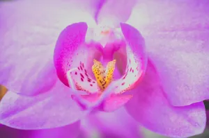 Macro shot of delicate lilac burgeon of Doritaenopsis with flat petals and yellow pestle with spots jigsaw puzzle