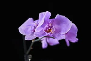 A close-up of vibrant purple orchids with delicate petals on a black background. jigsaw puzzle