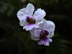 Stunning close-up of purple and white orchids against a dark background. jigsaw puzzle
