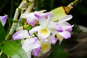 Beautiful purple and white orchids in a lush garden setting. jigsaw puzzle