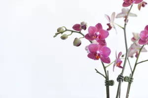Beautiful pink orchids with detailed petals on a minimalistic white background. jigsaw puzzle