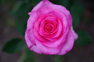 Detailed top view of a blooming pink rose with lush petals. jigsaw puzzle