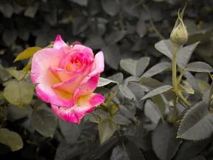 A striking pink rose bloom set against a muted garden backdrop. jigsaw puzzle